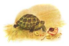 Отзыв о рассказе Нагибина «Старая черепаха»