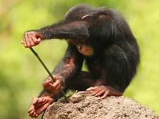 Интересные истории из жизни обезьян