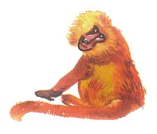 Отзыв о рассказе Родионовой «Хорошая обезьяна с плохим именем»
