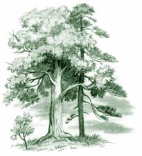 Отзыв о сказке Ушинского «Спор деревьев»