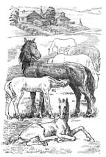 Тест по литературе о чем плачут лошади