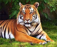 Рассказ о бенгальском тигре детям
