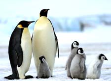 Рассказ о пингвинах детям