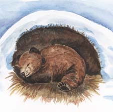 Почему медведь зимой спит? Рассказ детям