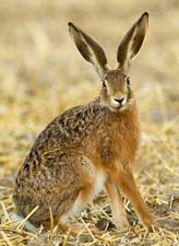 Почему у зайца длинные уши? Рассказ детям