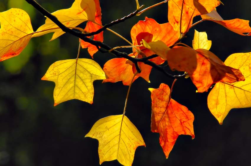 Пленительный сентябрь!