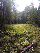 Стихи на тему «Прогулка по лесу»