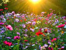 Красивые высказывания про цветы