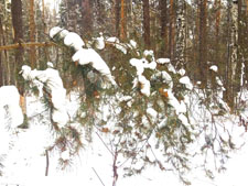 Цитаты про лес в стихах