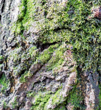 Что такое мох? Рассказ детям