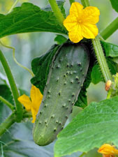 Огурцы. Рассказ детям