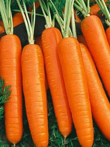 Стихи про морковку